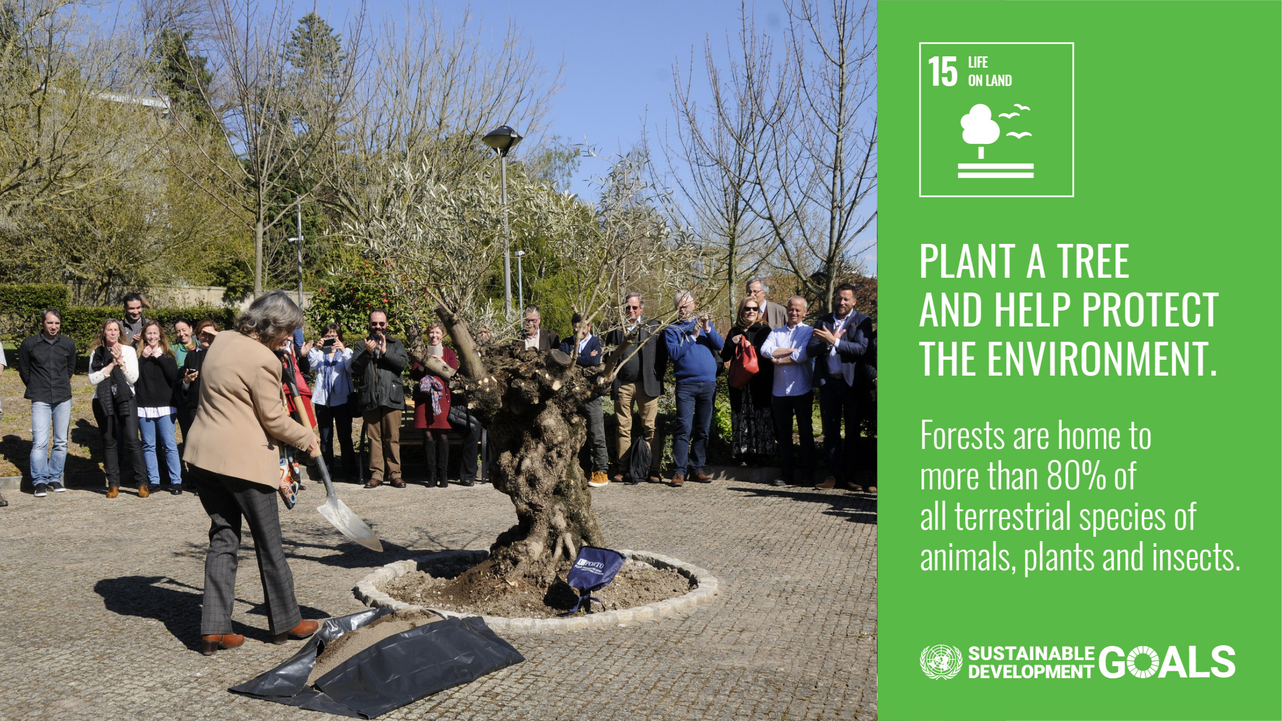 ODS15 – Proteger, restaurar e promover o uso sustentável dos ecossistemas terrestres, gerir de forma sustentável as florestas, combater a desertificação, travar e reverter a degradação dos solos e travar a perda de biodiversidade